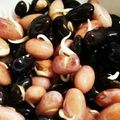 みっくママ's cooksnap of when they made Neoお豆さん＊発芽豆de常備菜の蒸し豆.
