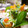 putimiko's cooksnap of when they made 味噌がミソ♫ほうれん草の胡麻たっぷり和え.