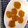 yoccosasa's cooksnap of when they made 簡単♡かぼちゃのおやき＊離乳食中期.