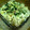 アタックバラ's cooksnap of when they made 鰆のコーンマヨ焼き.