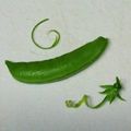 ゆうき＆かずきママ's cooksnap of when they made スナップエンドウ 簡単&楽チン すじ取り.