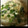 クックR5CMFN☆'s cooksnap of when they made 生姜とねぎでぽかぽか茶碗蒸し.