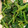 クック3U8TKY☆'s cooksnap of when they made 簡単!ほうれん草のごま和え.