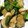 クックSNI3XZ☆'s cooksnap of when they made ＊茄子の田舎味噌炒め＊.