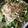 たみゅこ's cooksnap of when they made 簡単ウマウマ！サラダうどん.