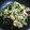 ふーな0510's cooksnap of when they made ナスとピーマンと豚肉のおかか炒め.