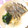 smiledish's cooksnap of when they made このしろの甘酢漬け.