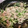 かみわかめ's cooksnap of when they made 簡単、時短！水菜の豚バラのとろ～り炒め♪.