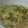 miyarobo's cooksnap of when they made 水菜の大量消費 豚と水菜の卵とじ.