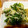 peanut32m's cooksnap of when they made 水菜の和風サラダ.