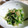 ＴＯＭＯＷＡＴ's cooksnap of when they made Ｗオクラのおひたし　～オクラの新芽と実～.