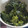 藍川咲's cooksnap of when they made ☆簡単☆わかめのお浸し.