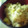 maruru-nn's cooksnap of when they made さつまいもとしらすの炊き込みご飯.