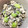 cohko's cooksnap of when they made ひじきと枝豆と胡瓜のツナマヨあえ.