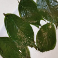 Tusentakk's cooksnap of when they made 桜の葉の塩漬け.