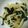 HAL♪'s cooksnap of when they made みょうがと大根のさっぱりポン酢サラダ.