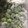 tayuko310's cooksnap of when they made 新鮮なままで！空豆の冷凍方法.