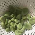 すみっこぐらしちゃん's cooksnap of when they made プロに教わる、そら豆の切り方、茹で方.
