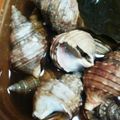 ふぁんたにゃん's cooksnap of when they made ぱぱ絶賛☆　つぶ貝の煮付け.