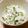 chou*'s cooksnap of when they made こしあぶらの混ぜご飯.