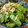 低カロ探検隊's cooksnap of when they made ささみと絹さやの胡麻和え.