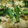 peachpies's cooksnap of when they made わさび菜のたまごとじ.