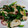 クックP9GAUT☆'s cooksnap of when they made イカとニラのマヨネーズ醤油炒め.