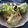 Amalka's cooksnap of when they made シーザーサラダドレッシング.