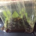 真っ黒's cooksnap of when they made 冷凍保存！豚の生姜焼き☆黄金タレ.