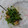 イチゴ、イチゴ。's cooksnap of when they made ❀お弁当に❀豆苗と竹輪のめんつゆ合え.