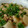 まりおねっとまりこ's cooksnap of when they made とろ〜り豚そぼろと大根の煮物.
