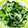 クックL10WJZ☆'s cooksnap of when they made 白菜の簡単お漬物.