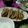 2児ママみきてぃ's cooksnap of when they made 究極の焼肉のたれでオクラ豚巻き.