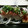 かぴこ0720's cooksnap of when they made 簡単 いかのねぎマヨポン酢♡.