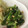 ゆ〜ぴゆ〜ぴ's cooksnap of when they made 小松菜のくるみ和え.