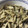 ルツさん's cooksnap of when they made 毎週作り置き*きのこマリネ*.