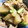 ちづりんも's cooksnap of when they made 豚と大根のアッサリ炒め煮.