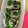ienone's cooksnap of when they made 簡単！豚肉と豆苗のレンジ蒸し.