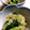 ちづりんも's cooksnap of when they made 三つ葉となめ茸のおろし和え さっぱり美味.