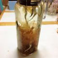 ぽちこ（マイ）'s cooksnap of when they made 超簡単お出汁♪水出しだし水.