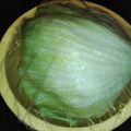 みきり～ん's cooksnap of when they made ☆シャキシャキっと♪レタスの保存☆.