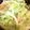 ミミちゅう's cooksnap of when they made キャベツのたらこ炒め♪.