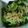 クックOYTSP1☆'s cooksnap of when they made 青梗菜のおひたし♡カリカリじゃこのっけ.
