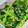 ぽむち。♪'s cooksnap of when they made ほうれん草のナムル*＊簡単便利.