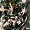 kona8's cooksnap of when they made ♪モロヘイヤともずくのおひたし♪ 簡単.