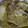 conn's cooksnap of when they made みょうがの玉子とじ.