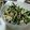 ma71yu's cooksnap of when they made 水菜とひじきとごぼうと豆腐のサラダ.
