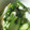 mmiwa's cooksnap of when they made きゅうりとかぶの浅漬け.