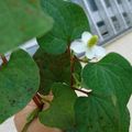 みかんさこ's cooksnap of when they made ドクダミ茶.