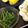 ogatashiho's cooksnap of when they made あいこのお浸し、すり胡麻のっけ.